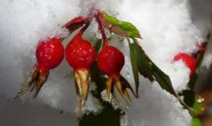 Early Snow in Marble