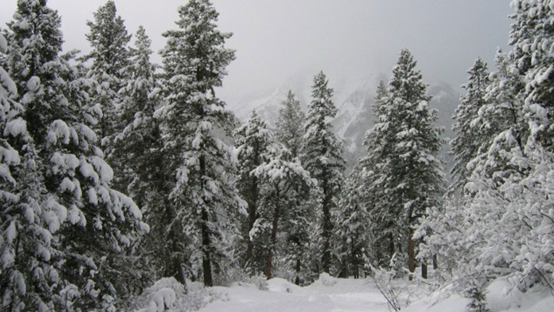 Trees with Snow Near Center